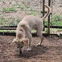 Thumbnail photo of Indi #4