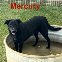 Thumbnail photo of Mercury #3