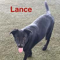 Thumbnail photo of Lance #2