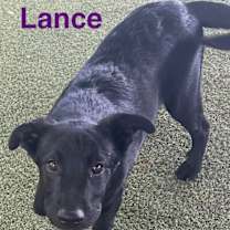 Thumbnail photo of Lance #3