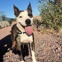 adopt-pet