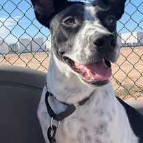 adopt-pet