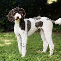 Thumbnail photo of Luna #1