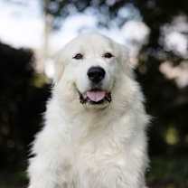 Thumbnail photo of Ferdinand #1