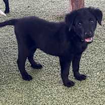 Thumbnail photo of Mercury #4