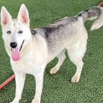 Thumbnail photo of Sasha #4