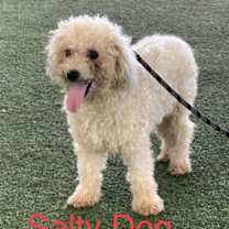 Thumbnail photo of Salty Dog #4