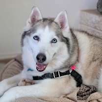 Thumbnail photo of Bell #1