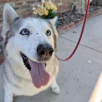 Thumbnail photo of Bell #4