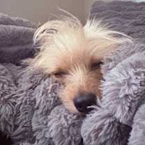 Thumbnail photo of Mr.T (Otis) #2