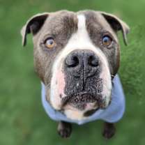 Thumbnail photo of Phoenix #1