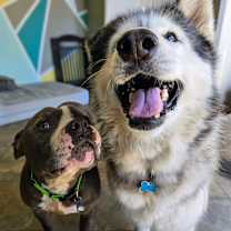 Thumbnail photo of Phoenix #3