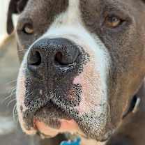 Thumbnail photo of Phoenix #4