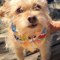 Thumbnail photo of Ziggy #1