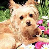 Thumbnail photo of Ziggy #2