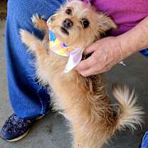 Thumbnail photo of Ziggy #3