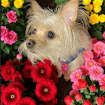 Thumbnail photo of Ziggy #4