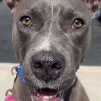 Thumbnail photo of Lumi #2