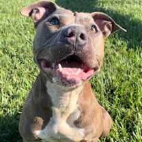 Thumbnail photo of NOLA #3