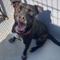 Thumbnail photo of GRYFFINDOR #1