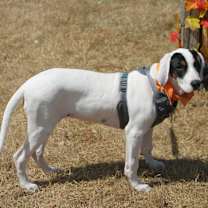 Thumbnail photo of Frost #2