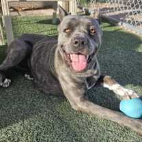 adopt-pet