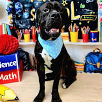 adopt-pet