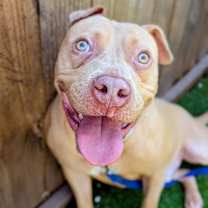 Thumbnail photo of Buttercreme Biscuits #3