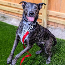 Thumbnail photo of Myst #1