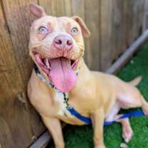 Thumbnail photo of Buttercreme Biscuits #4