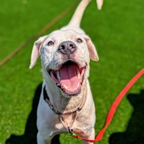 Thumbnail photo of Ruckus #1