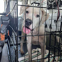 Thumbnail photo of Ruckus #2