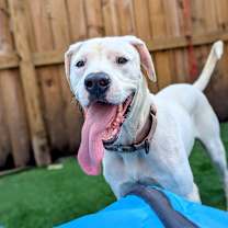 Thumbnail photo of Ruckus #4