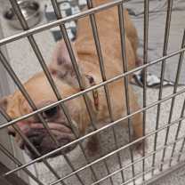 Thumbnail photo of Tawny #2