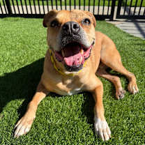 Thumbnail photo of Mookie #2