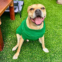 Thumbnail photo of Mookie #4