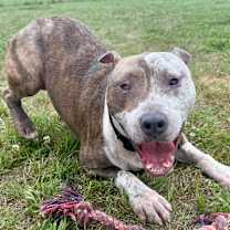 Thumbnail photo of Ike 18D25 #4