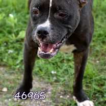 Thumbnail photo of Rascal #2