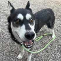 adopt-pet