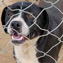 Thumbnail photo of Emmett #1