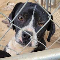 Thumbnail photo of Emmett #2