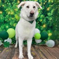 Thumbnail photo of Blue #2