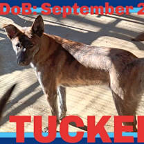 Thumbnail photo of TUCKER #2