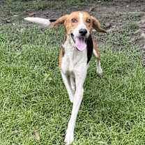 Thumbnail photo of Emmett [Foster Home] #3