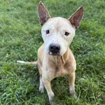 Thumbnail photo of Feta #1