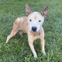 Thumbnail photo of Feta #2