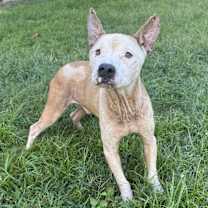 Thumbnail photo of Feta #3