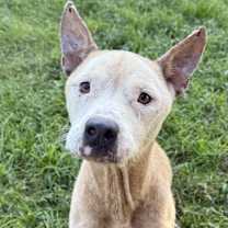 Thumbnail photo of Feta #4