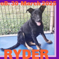 Thumbnail photo of RYDER #2