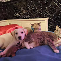 adopt a pet